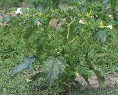 Stramoine, Herbe à la taupe, Datura officinale Datura stramonium L., 1753