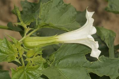 Stramoine, Herbe à la taupe, Datura officinale Datura stramonium L., 1753