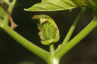 Stramoine, Herbe à la taupe, Datura officinale Datura stramonium L., 1753