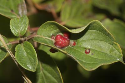  Craneiobia corni (Giraud, 1863)