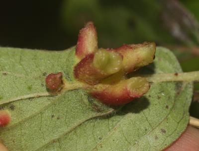 Craneiobia corni (Giraud, 1863)