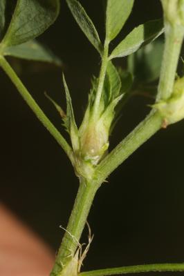  Dasineura medicaginis (Bremi, 1847)