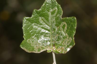  Phyllocnistis xenia M. Hering, 1936