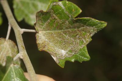  Phyllocnistis xenia M. Hering, 1936