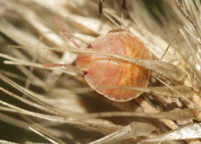  Graphosoma Laporte, 1833