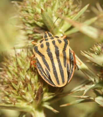 Graphosoma semipunctatum (Fabricius, 1775)