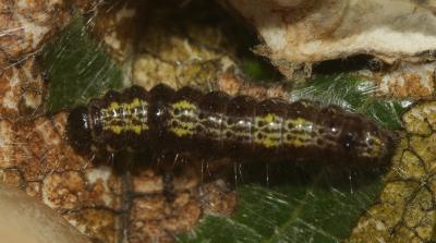 Hausse-Queue brune (La), Recluse (La) Clostera pigra (Hufnagel, 1766)