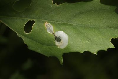  Chrysoesthia sexguttella (Thunberg & Wenner, 1794)