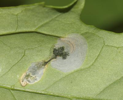  Chrysoesthia sexguttella (Thunberg & Wenner, 1794)
