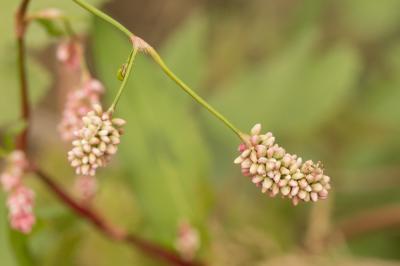 Renouée Persicaire Persicaria maculosa Gray, 1821