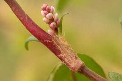 Renouée Persicaire Persicaria maculosa Gray, 1821