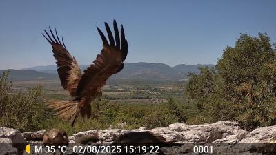 Milan noir Milvus migrans (Boddaert, 1783)