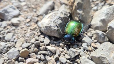 Grand calosome (Le) Calosoma sycophanta (Linnaeus, 1758)