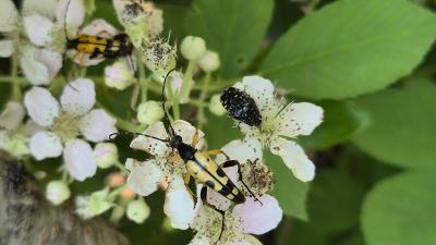 Lepture tacheté (Le) Rutpela maculata (Poda, 1761)