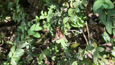  Volucella inanis (Linnaeus, 1758)