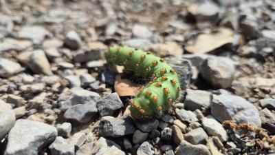 Petit Paon de Nuit (Le) Saturnia pavonia (Linnaeus, 1758)