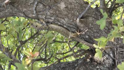 Lézard ocellé Timon lepidus (Daudin, 1802)