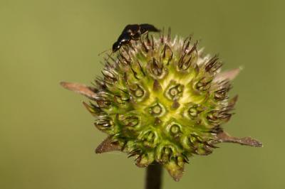  Staphylinidae Latreille, 1802