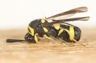  Leucospis dorsigera Fabricius, 1775