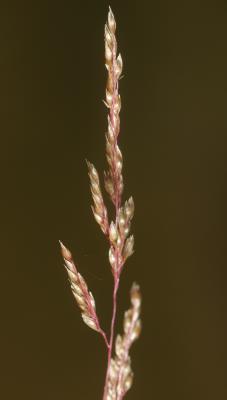  Sporobolus cryptandrus A.Gray, 1848