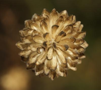 Céphalaire blanche, Céphalaire à fleurs blanches Cephalaria leucantha (L.) Schrad. ex Roem. & Schult., 1818
