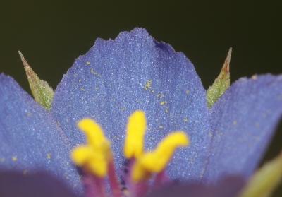 Mouron bleu Lysimachia foemina (Mill.) U.Manns & Anderb., 2009