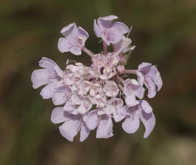 Scabieuse à trois étamines, Scabieuse de Gramont Scabiosa triandra L., 1753