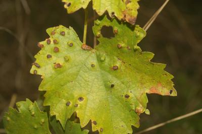  Colomerus vitis (Pagenstecher, 1857)