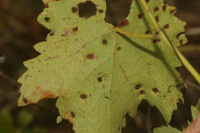  Colomerus vitis (Pagenstecher, 1857)