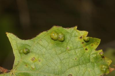  Colomerus vitis (Pagenstecher, 1857)