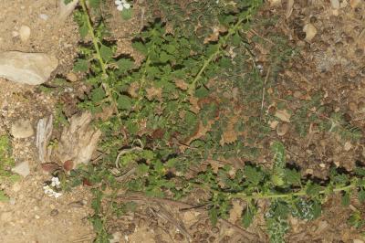 Chénopode couché Dysphania pumilio (R.Br.) Mosyakin & Clemants, 2002