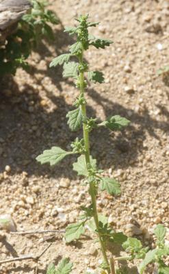 Chénopode couché Dysphania pumilio (R.Br.) Mosyakin & Clemants, 2002