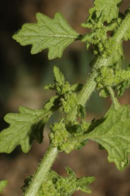 Chénopode couché Dysphania pumilio (R.Br.) Mosyakin & Clemants, 2002