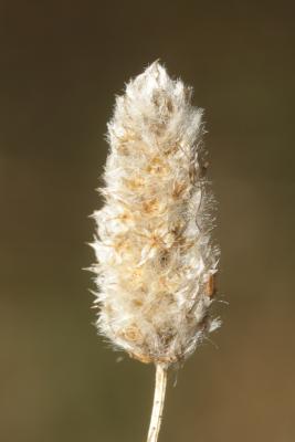 Plantain queue de lièvre, Plantain Pied-de-lièvre Plantago lagopus L., 1753