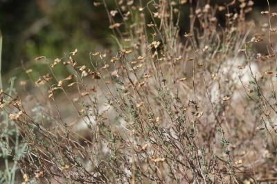 Fumana à feuilles de thym, Hélianthème à feuilles  Fumana thymifolia (L.) Spach ex Webb, 1838