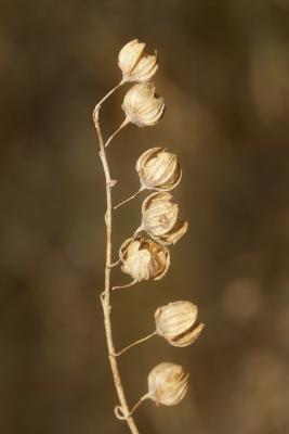 Fumana à feuilles de thym, Hélianthème à feuilles  Fumana thymifolia (L.) Spach ex Webb, 1838