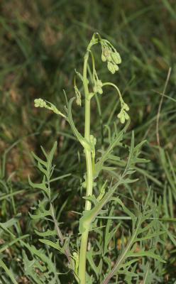 Laitue vivace, Lâche Lactuca perennis L., 1753