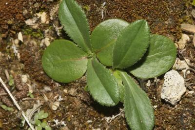 Crupine commune, Crupine vulgaire Crupina vulgaris Cass., 1817