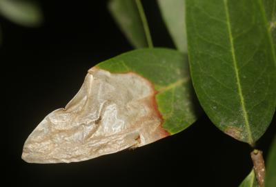  Gracillaria syringella (Fabricius, 1794)