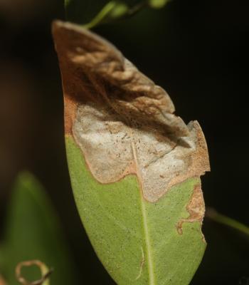  Gracillaria syringella (Fabricius, 1794)