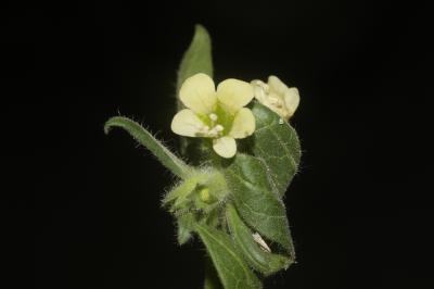 Jusquiame blanche Hyoscyamus albus L., 1753
