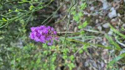 Orchis pyramidal, Anacamptis en pyramide Anacamptis pyramidalis (L.) Rich., 1817