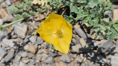Glaucière jaune, Pavot jaune des sables Glaucium flavum Crantz, 1763