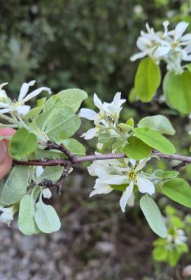 Amélanchier Amelanchier ovalis Medik., 1793