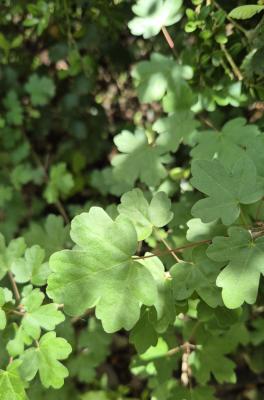 Érable champêtre, Acéraille Acer campestre L., 1753