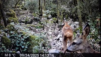 Chevreuil Capreolus capreolus (Linnaeus, 1758)