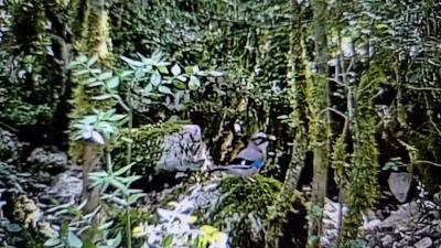 Geai des chênes Garrulus glandarius (Linnaeus, 1758)