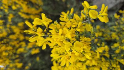 Épine-fleurie, Genêt scorpion, Genêt épineux Genista scorpius (L.) DC., 1805