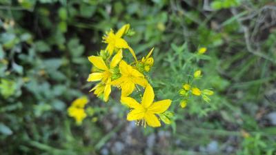 Millepertuis perforé, Herbe de la Saint-Jean Hypericum perforatum L., 1753