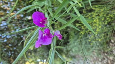 Gesse à larges feuilles, Pois vivace Lathyrus latifolius L., 1753